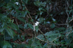 Jasminum azoricum